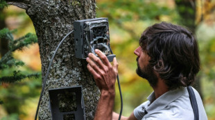 El oso de los Pirineos, bajo una sigilosa vigilancia para garantizar su supervivencia