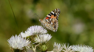 'Nature's mirror': Climate change batters Albania's butterflies