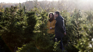Rent-a-tree firm helps Londoners have a sustainable Christmas