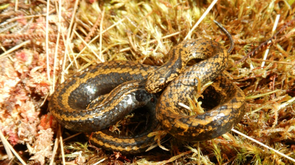 New species of snake found in Peru named after Harrison Ford