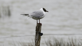 Vogelnachwuchs an deutscher Nordseeküste durch "Kükenflut" drastisch dezimiert