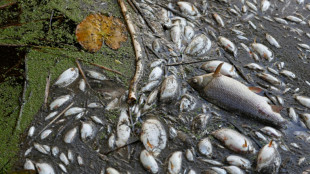 Ursache des Fischsterbens in Oder gibt Behörden weiterhin Rätsel auf