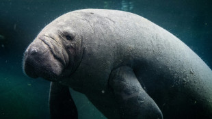 Ambientalistas advertem para risco de extinção de peixes-bois na Guatemala