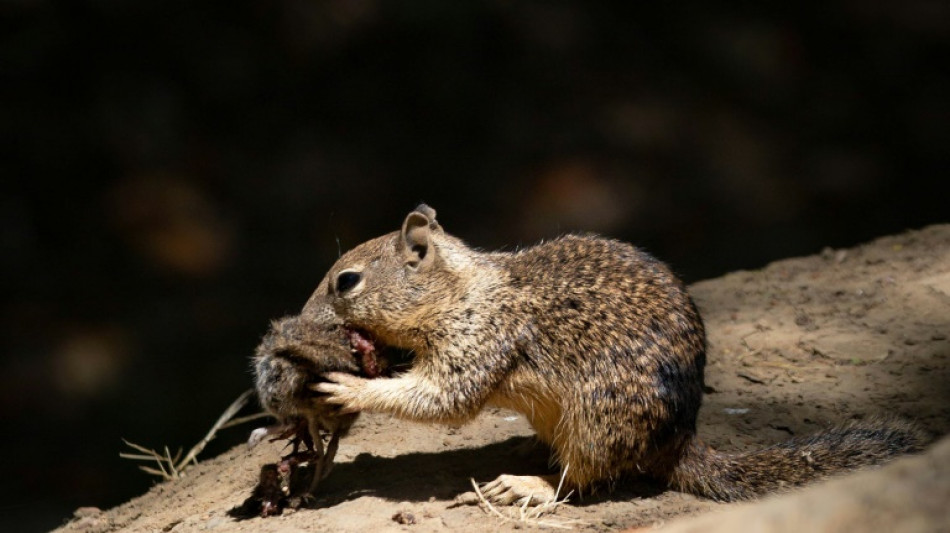 Las adorables ardillas aman comer ratones, según estudio