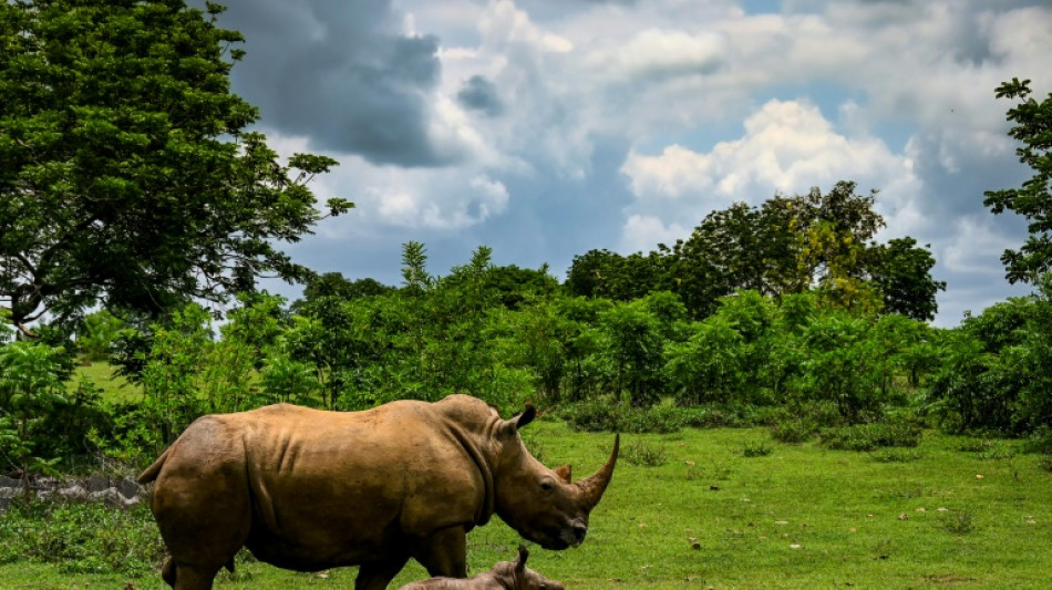 Ale, el nuevo rinoceronte blanco del zoológico de Cuba