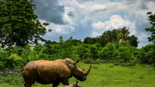 Ale, el nuevo rinoceronte blanco del zoológico de Cuba