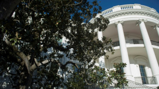 Un centenario y enfermizo árbol de la Casa Blanca será removido, según Trump