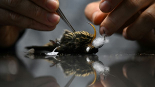 Au "pays des oiseaux", une fragile collection de toutes les espèces aviaires de Colombie